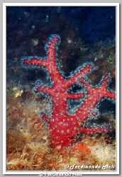 Alcionum acaule (soft coral). by Ferdinando Meli 